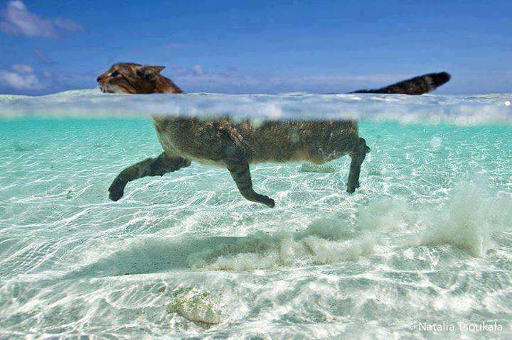 【画像】動物が労ってくれるトピ