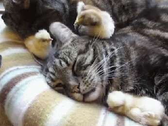 【画像】動物が労ってくれるトピ
