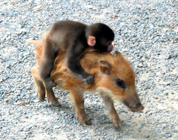 【画像】動物が労ってくれるトピ