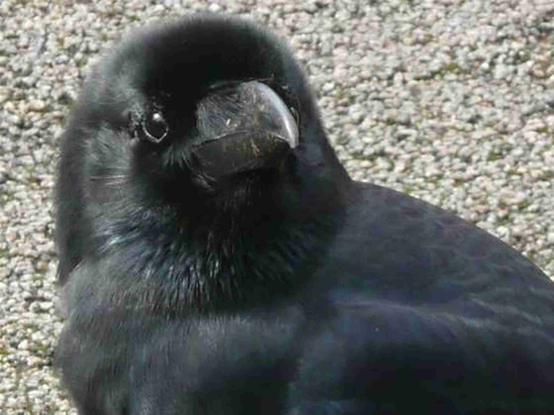 【画像】動物が労ってくれるトピ