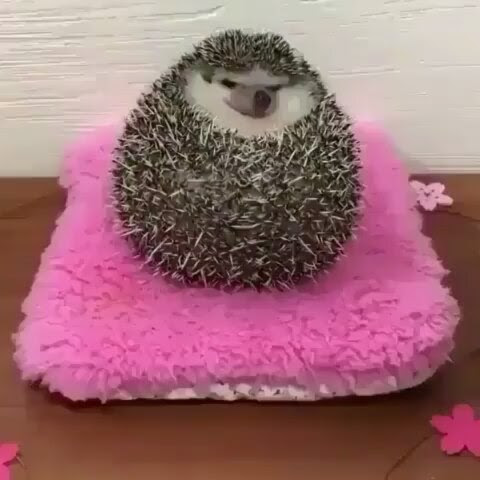【画像】動物が労ってくれるトピ