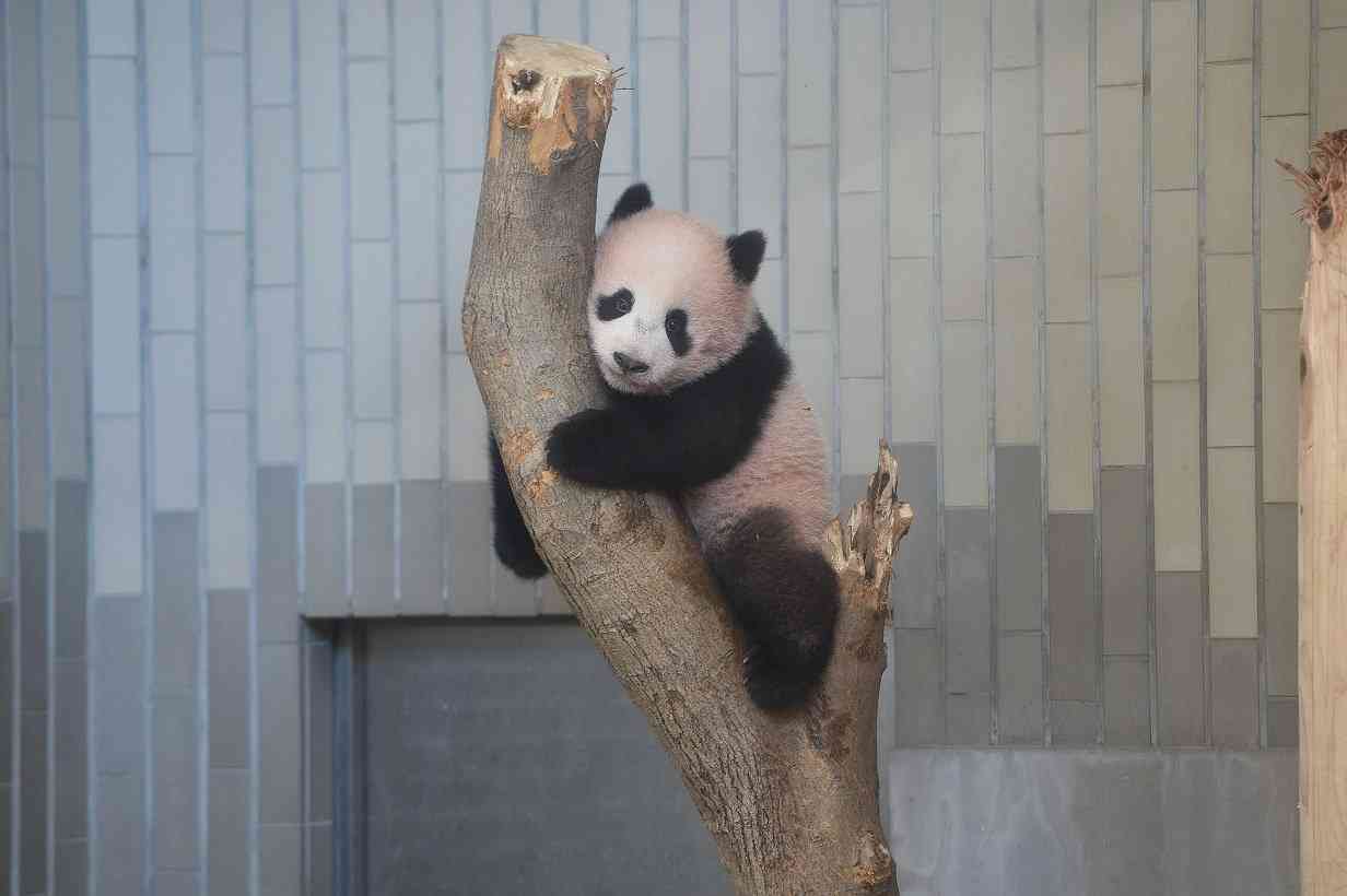 【画像】動物が労ってくれるトピ