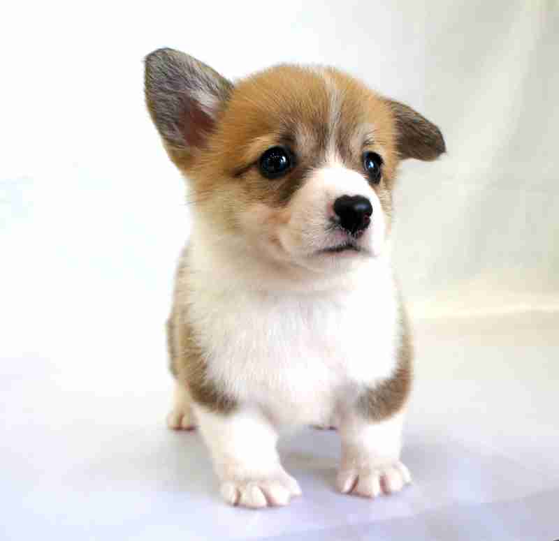 【画像】動物が労ってくれるトピ