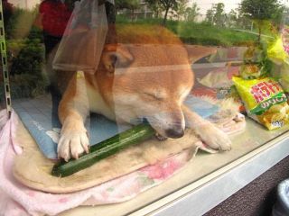 【画像】動物が労ってくれるトピ