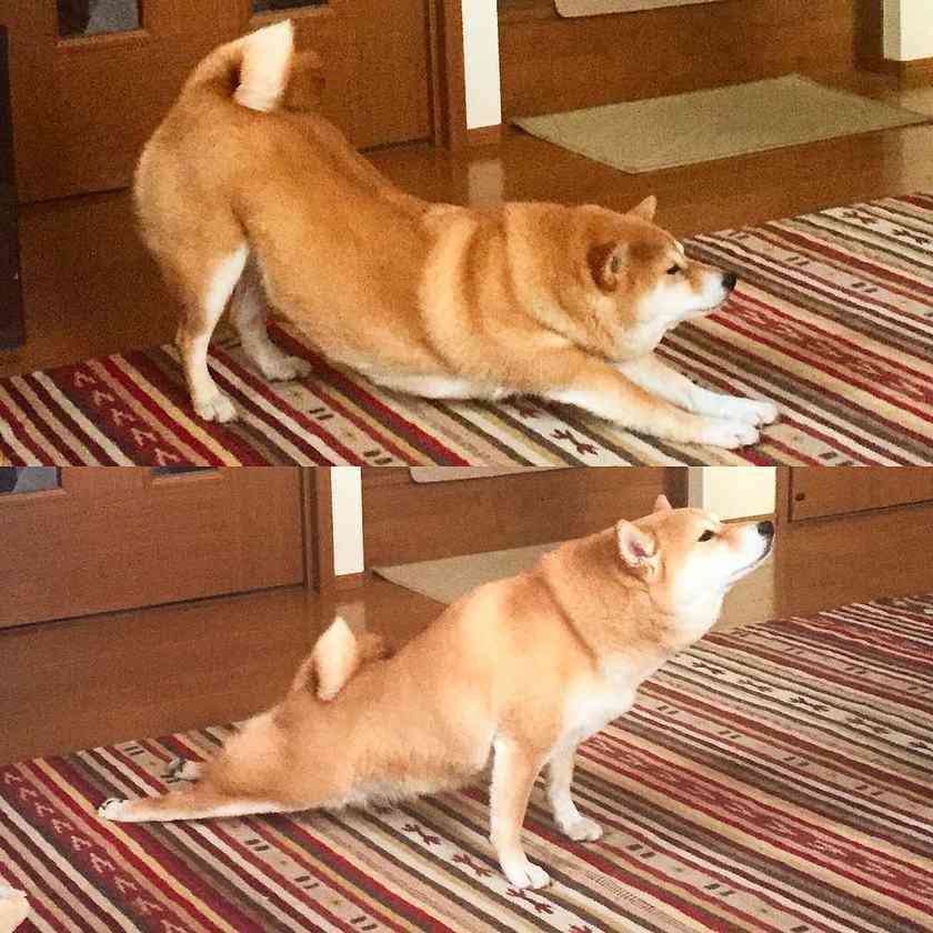 【画像】動物が労ってくれるトピ