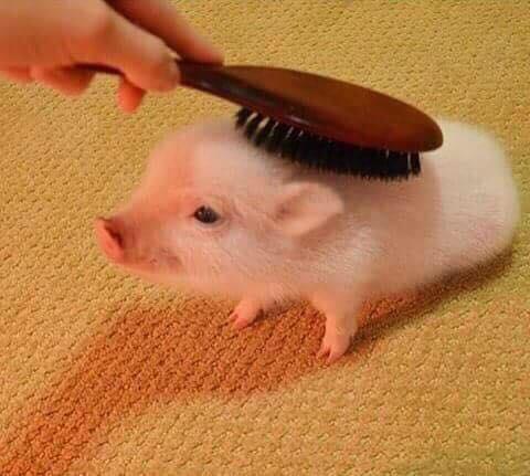 【画像】動物が労ってくれるトピ