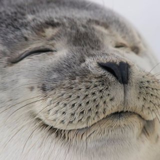 【画像】動物が労ってくれるトピ
