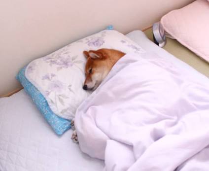 もしも動物の世界にガルちゃんがあったらpart2