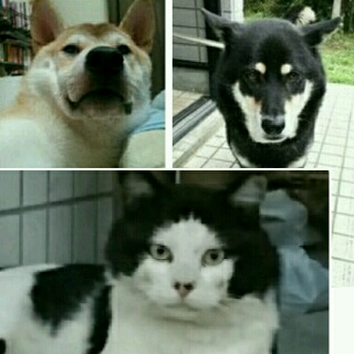 もしも動物の世界にガルちゃんがあったらpart2