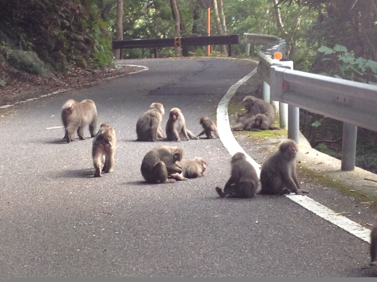 もしも動物の世界にガルちゃんがあったらpart2