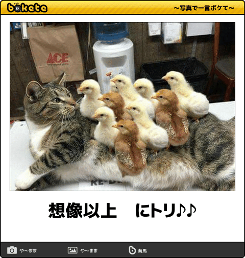 猫の胸毛もふもふ画像ください。