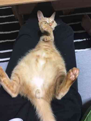 猫の胸毛もふもふ画像ください。