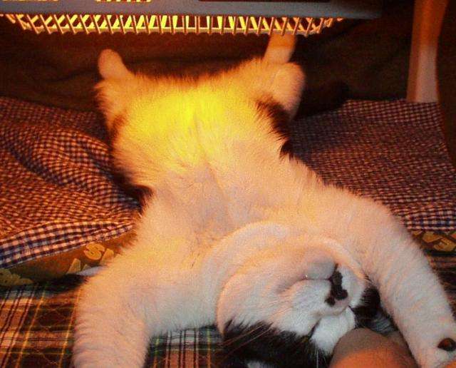 猫の胸毛もふもふ画像ください。