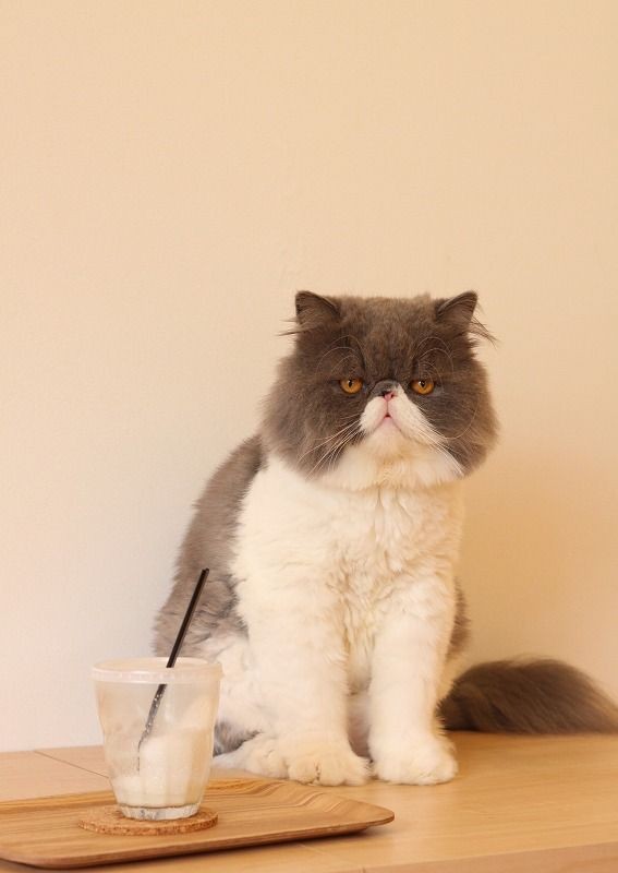 猫の胸毛もふもふ画像ください。