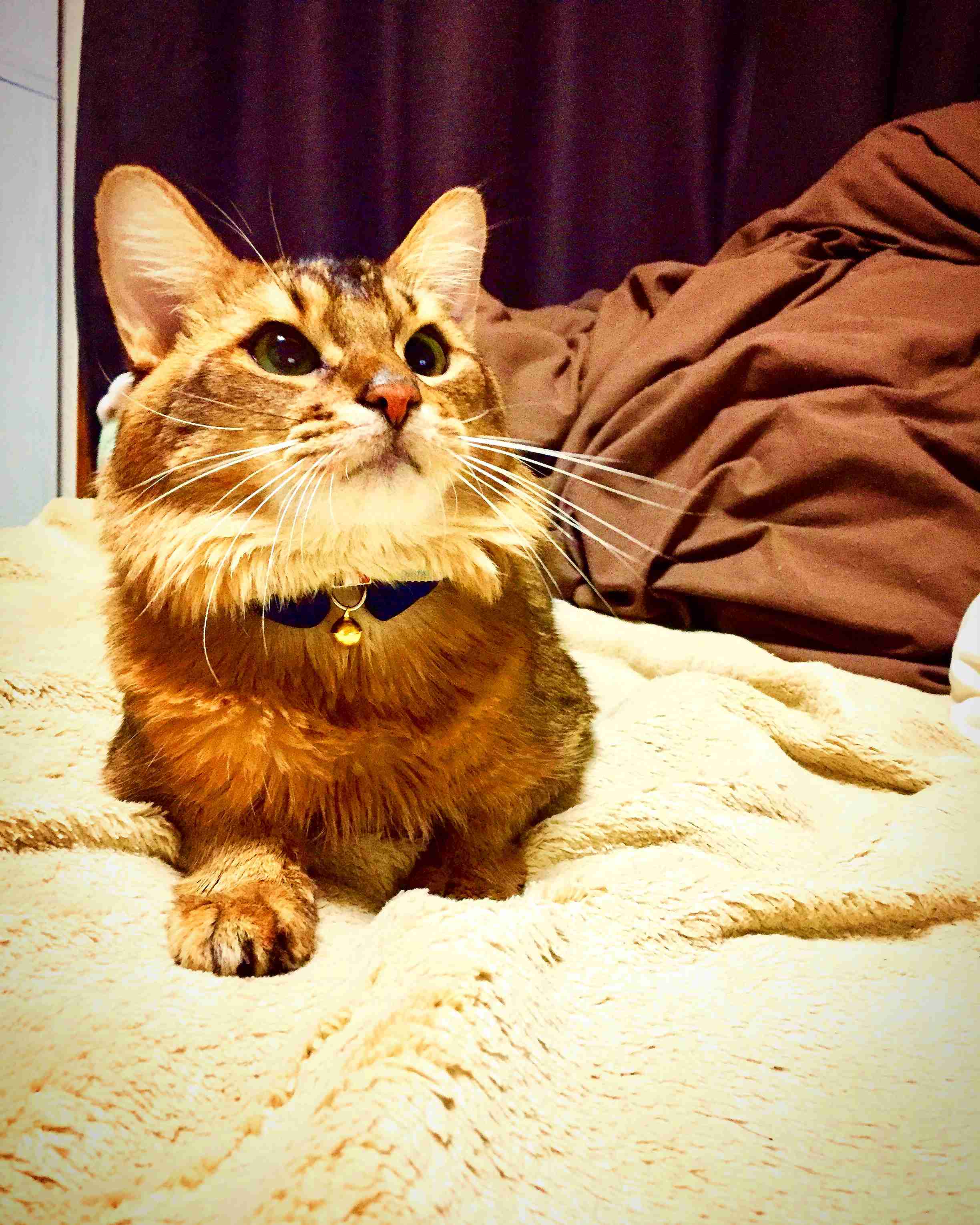 猫の胸毛もふもふ画像ください。