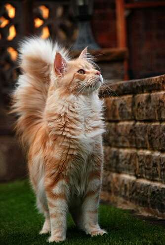 猫の胸毛もふもふ画像ください。