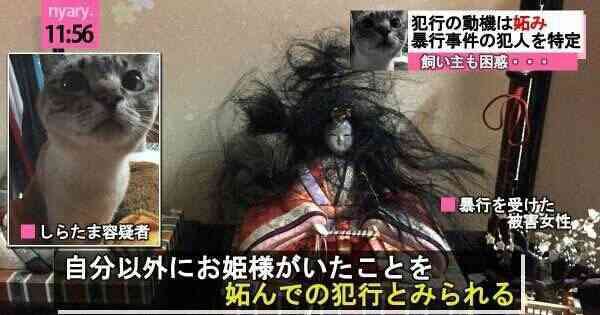 猫の胸毛もふもふ画像ください。