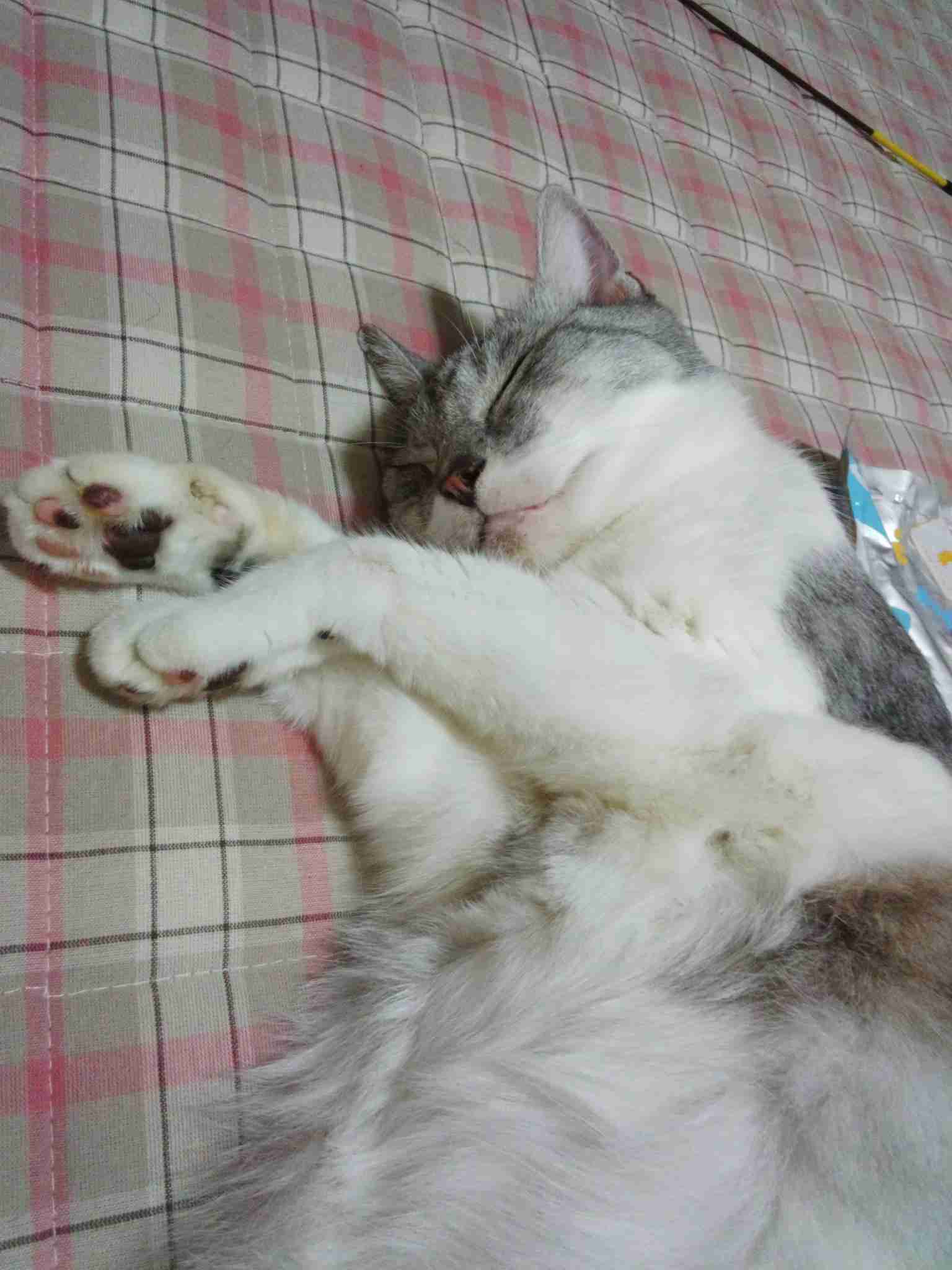 猫の胸毛もふもふ画像ください。