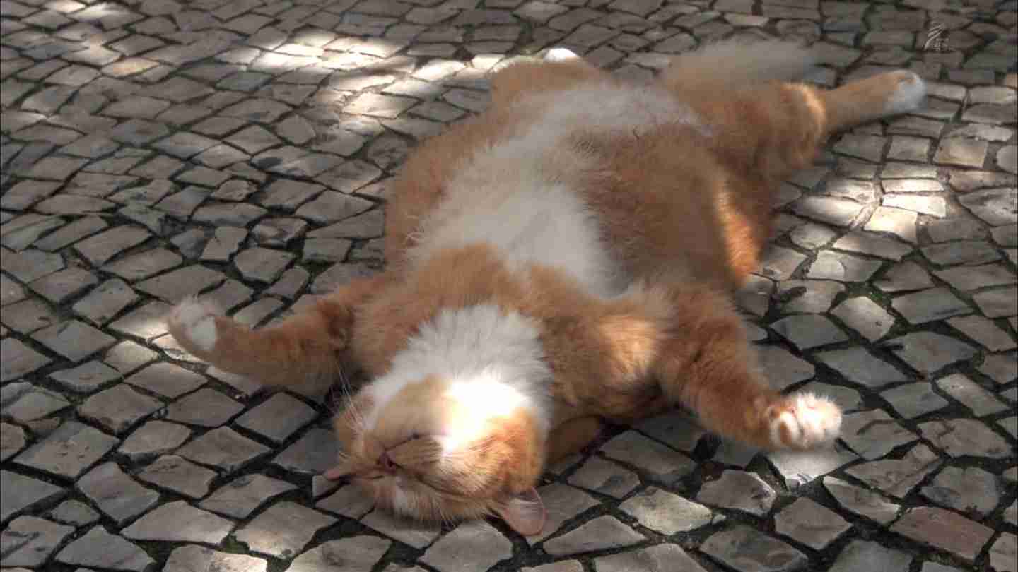 猫の胸毛もふもふ画像ください。