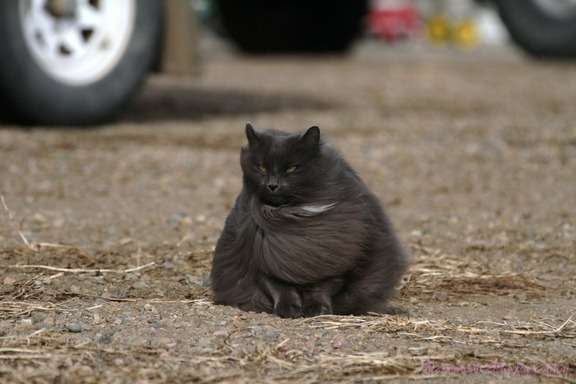 猫の胸毛もふもふ画像ください。