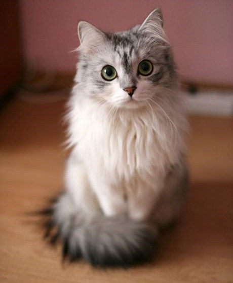 猫の胸毛もふもふ画像ください。