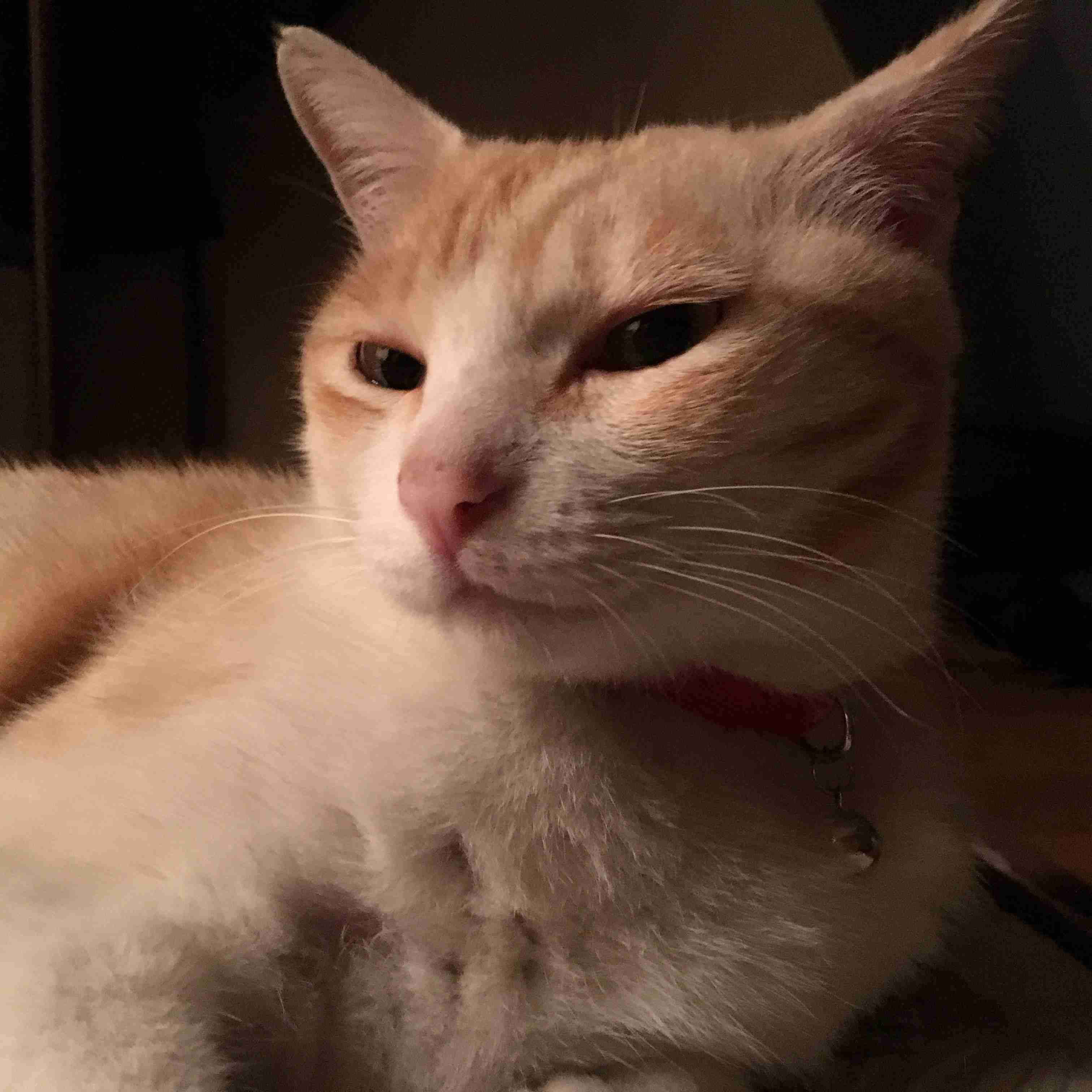 猫の胸毛もふもふ画像ください。