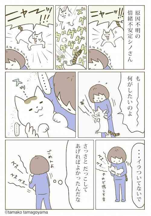 猫の胸毛もふもふ画像ください。
