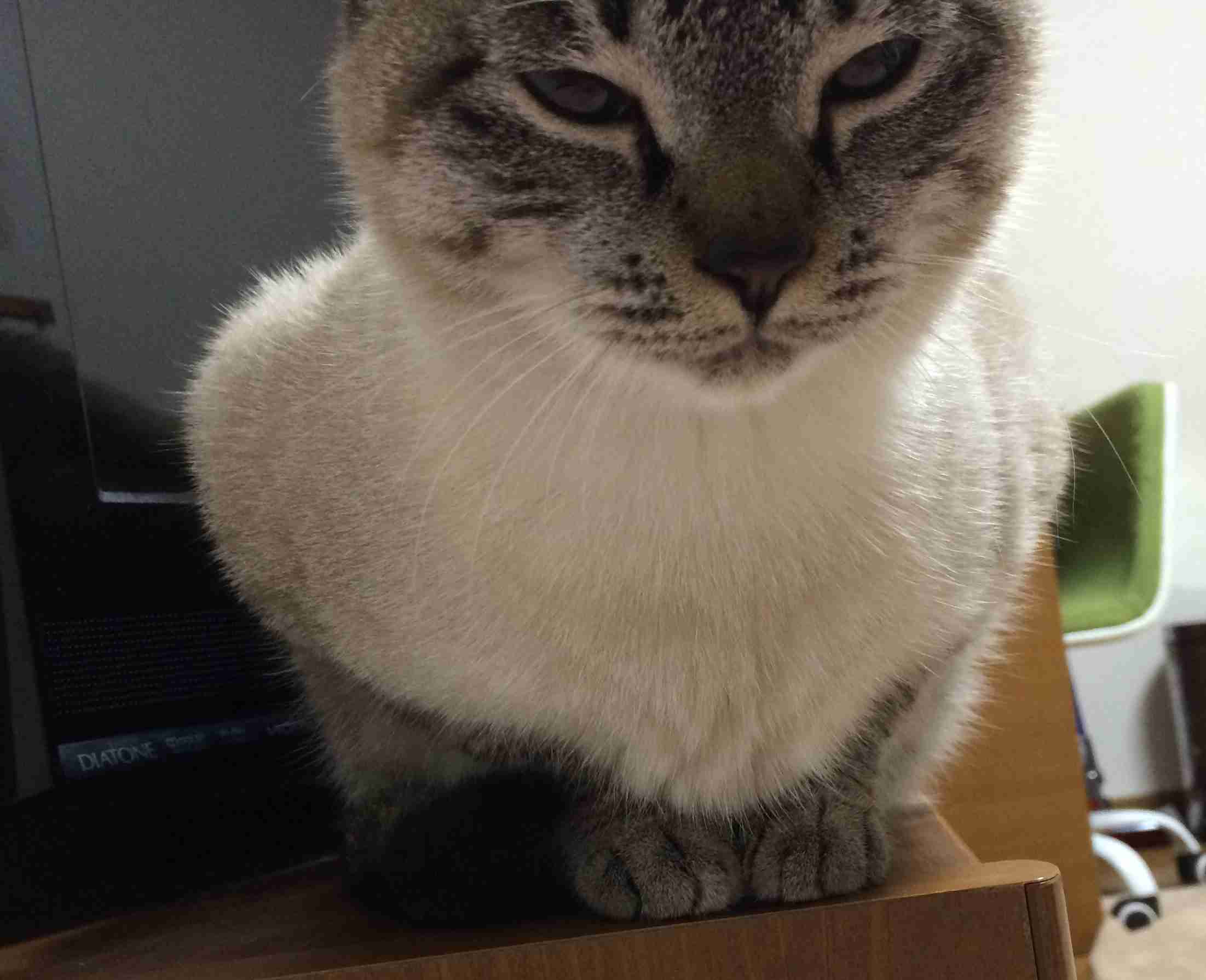 猫の胸毛もふもふ画像ください。