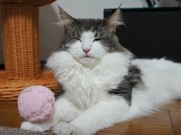 猫の胸毛もふもふ画像ください。