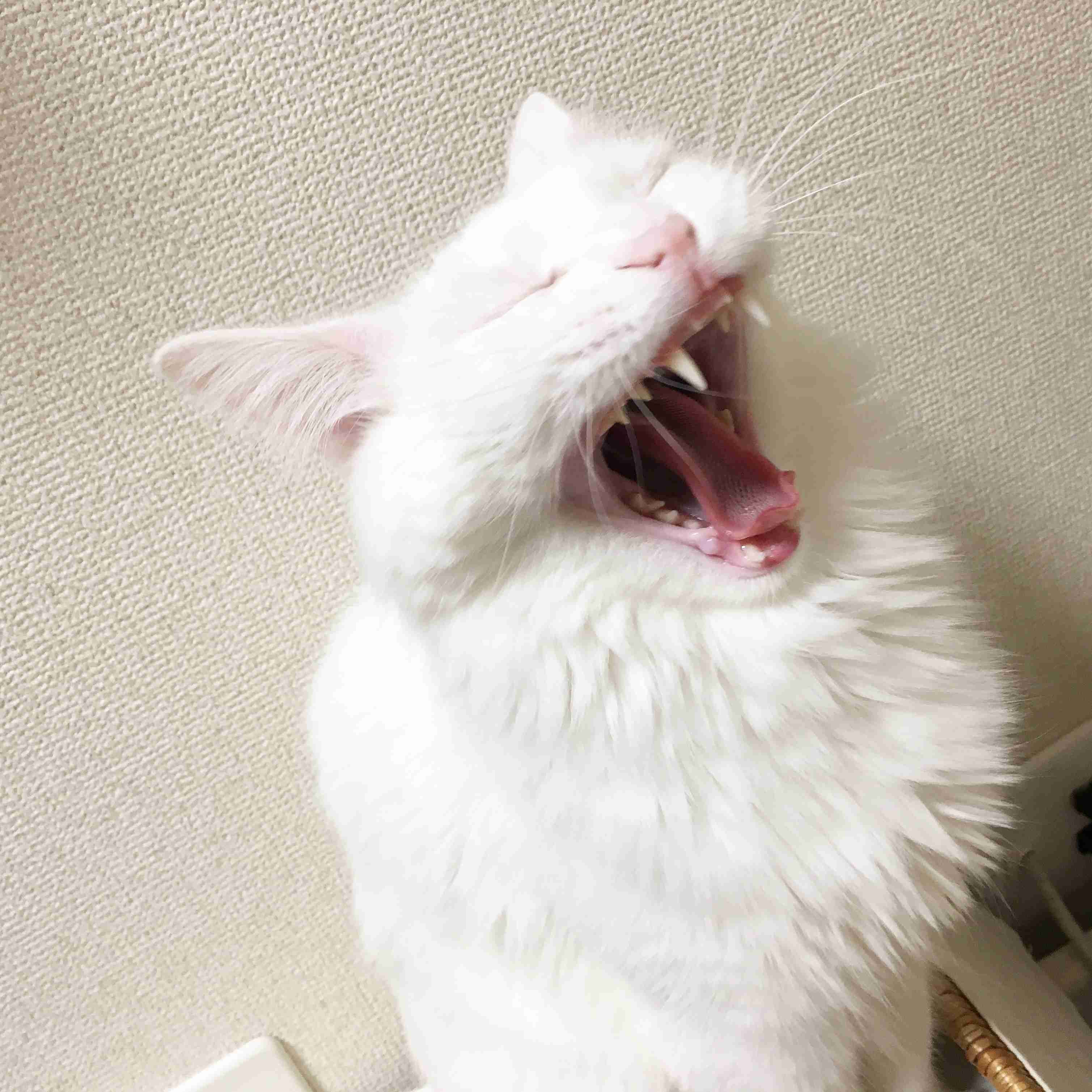 猫の胸毛もふもふ画像ください。