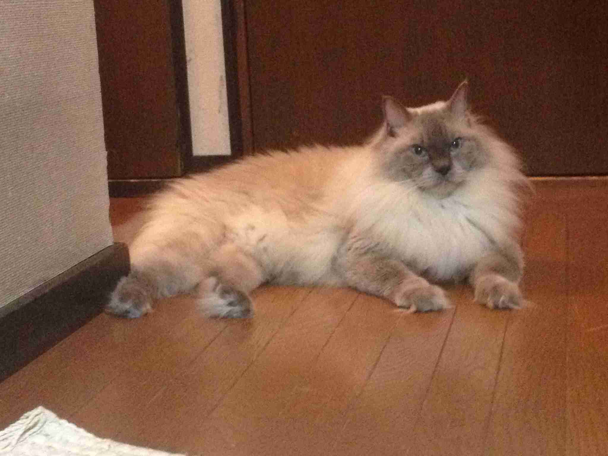 猫の胸毛もふもふ画像ください。