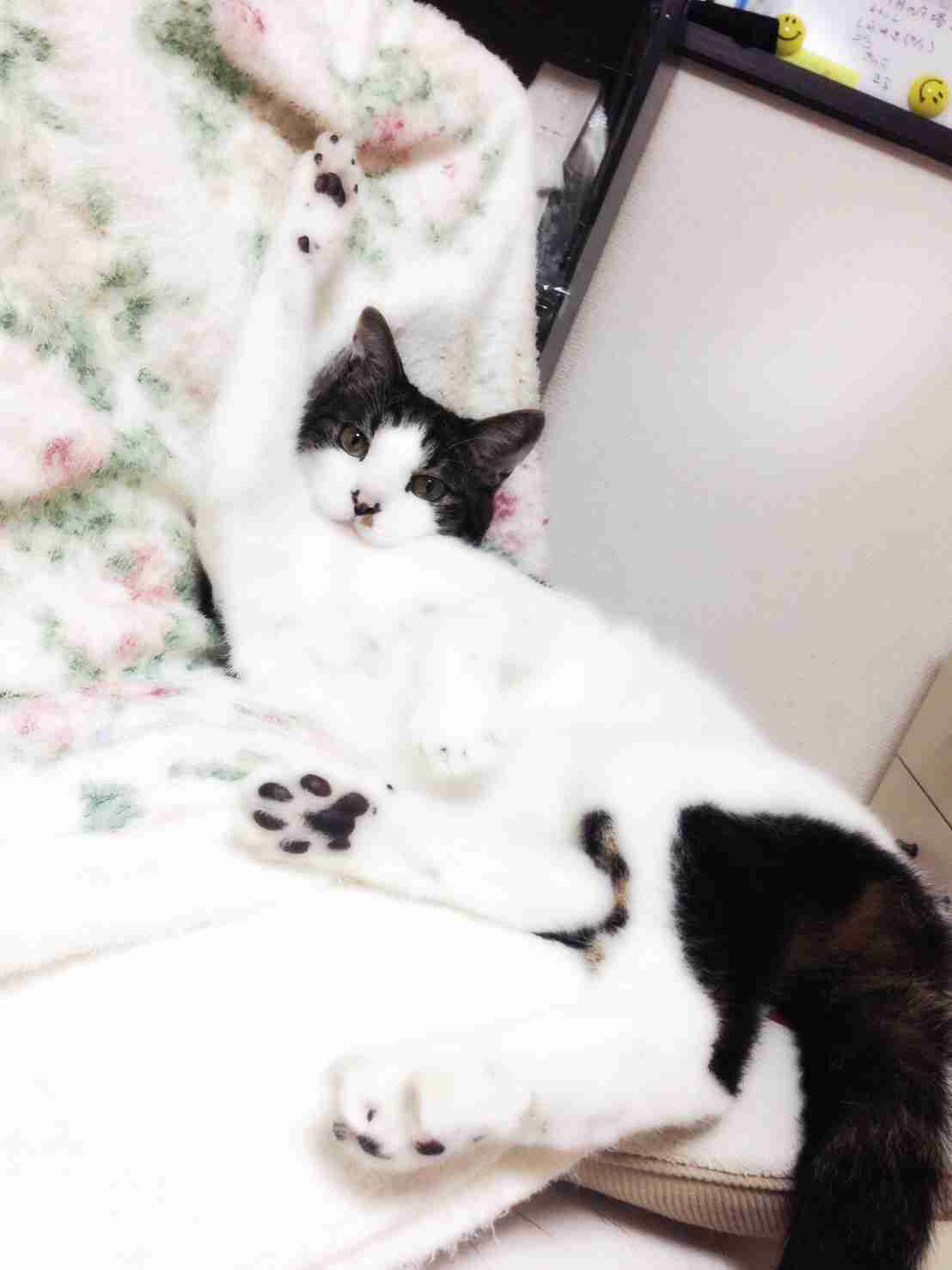 猫の胸毛もふもふ画像ください。