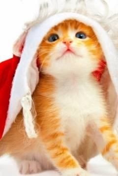 猫の胸毛もふもふ画像ください。