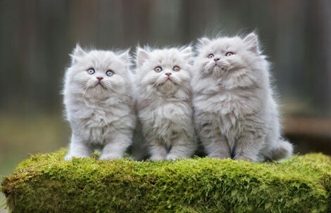 猫の胸毛もふもふ画像ください。