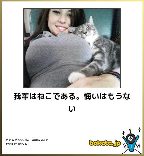 猫の胸毛もふもふ画像ください。