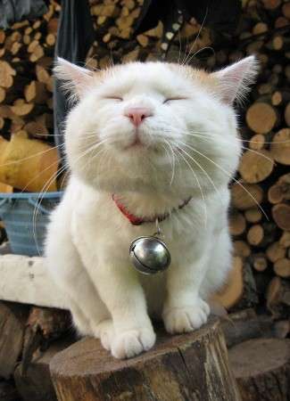 猫の胸毛もふもふ画像ください。