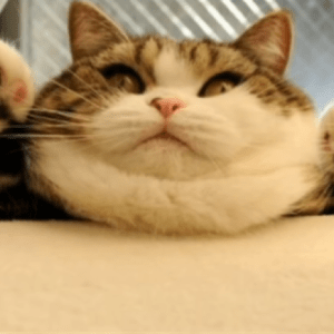 猫の胸毛もふもふ画像ください。