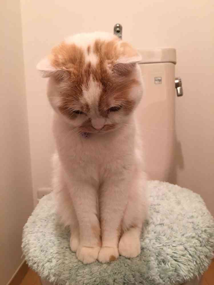 猫の胸毛もふもふ画像ください。