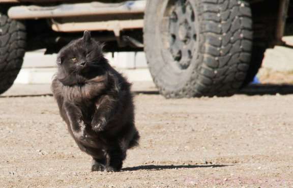 猫の胸毛もふもふ画像ください。