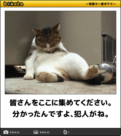 猫の胸毛もふもふ画像ください。
