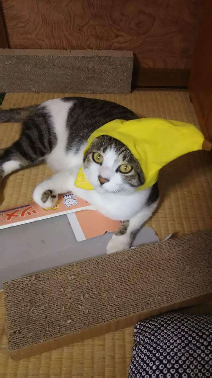 猫の胸毛もふもふ画像ください。