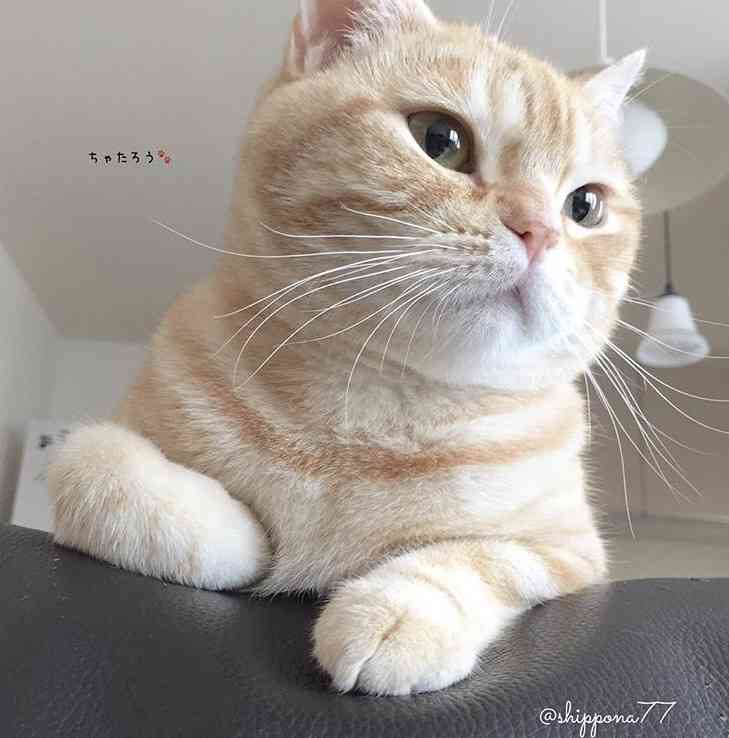 猫の胸毛もふもふ画像ください。