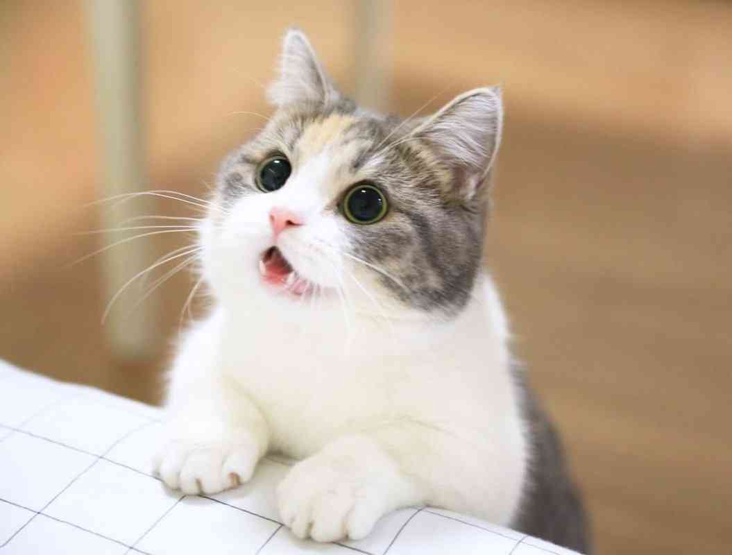 猫の胸毛もふもふ画像ください。