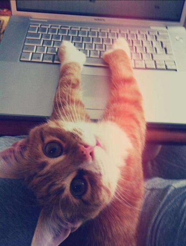 猫の胸毛もふもふ画像ください。