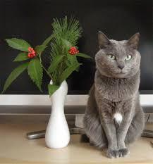 猫の胸毛もふもふ画像ください。