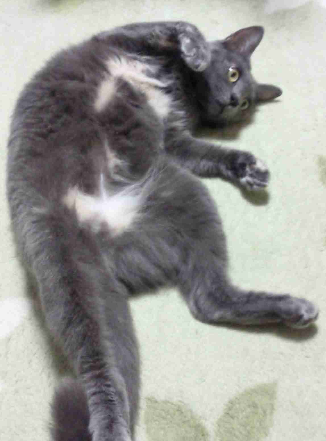 猫の胸毛もふもふ画像ください。