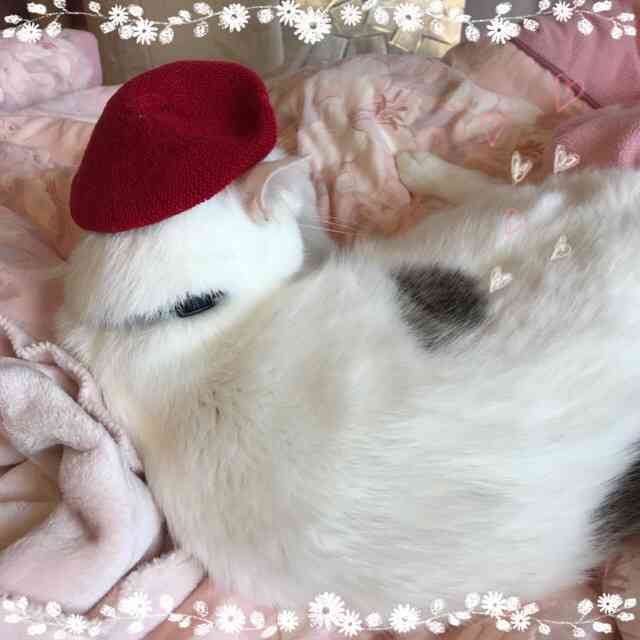 猫の胸毛もふもふ画像ください。