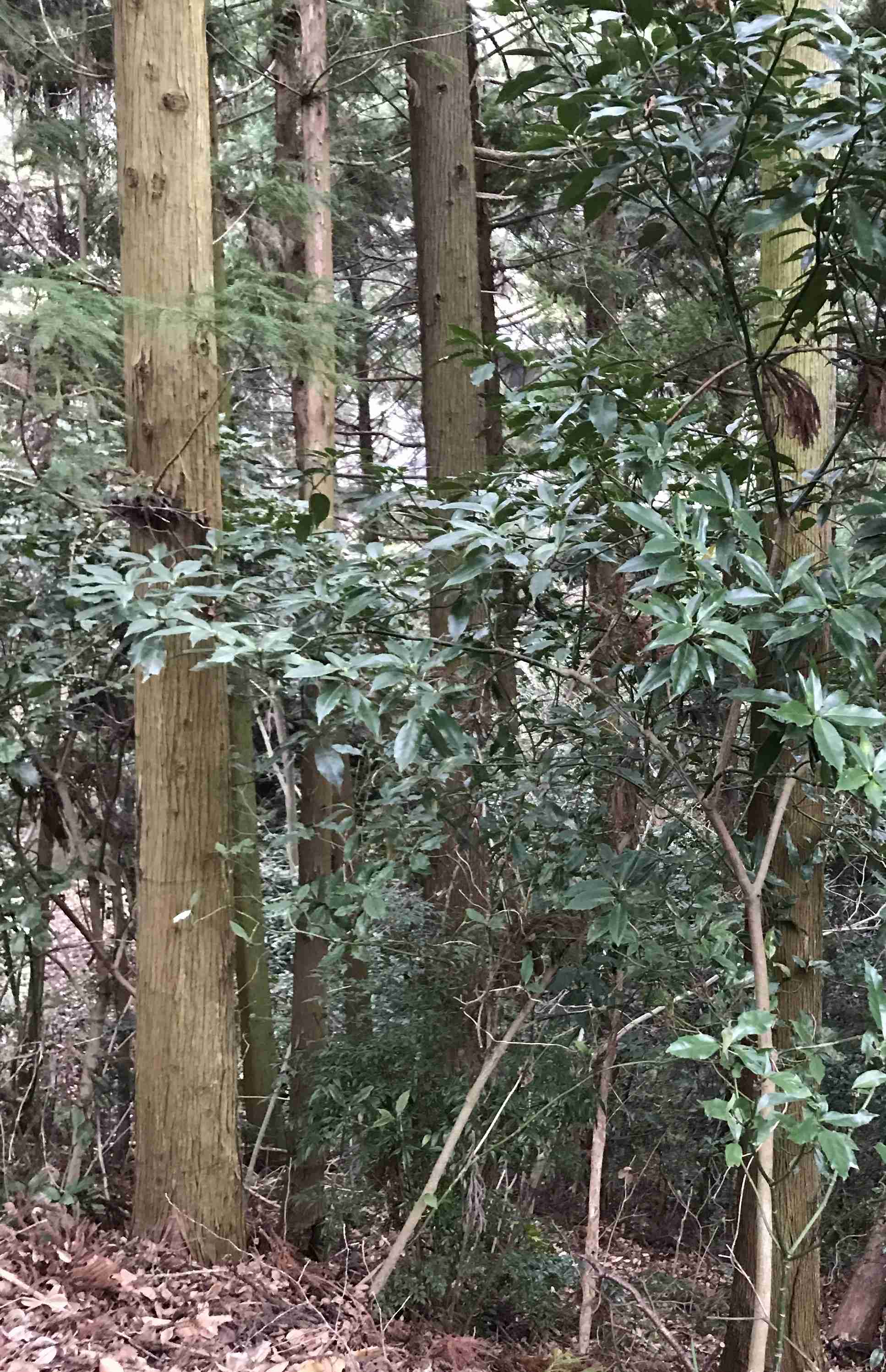 【年越し】雑談 スギちゃんみたいに喋るぜぇ2017~2018【シーズン19】