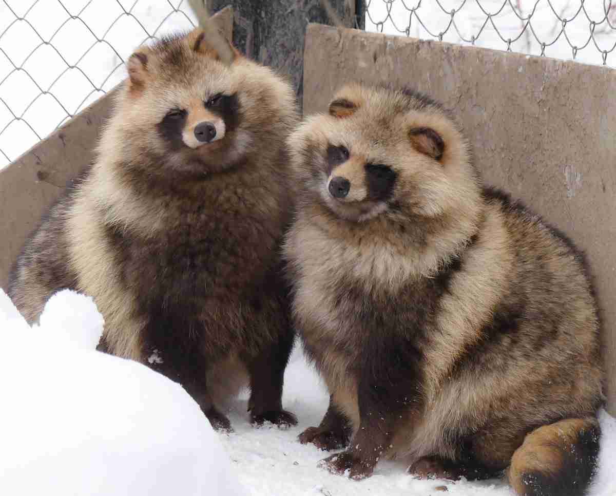 【年越し】雑談 スギちゃんみたいに喋るぜぇ2017~2018【シーズン19】