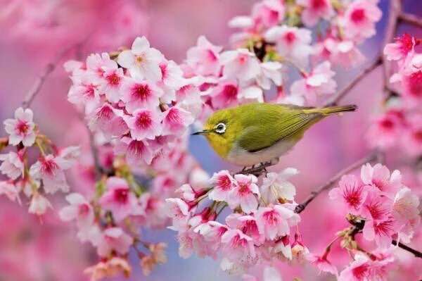 春の画像で未来に希望を持ちたい